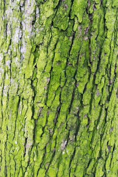 kireç yeşil ağaç kabuğu yakın çekim 