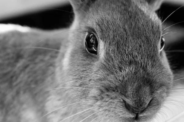 Black and white rabbit portrait — Stock Photo, Image