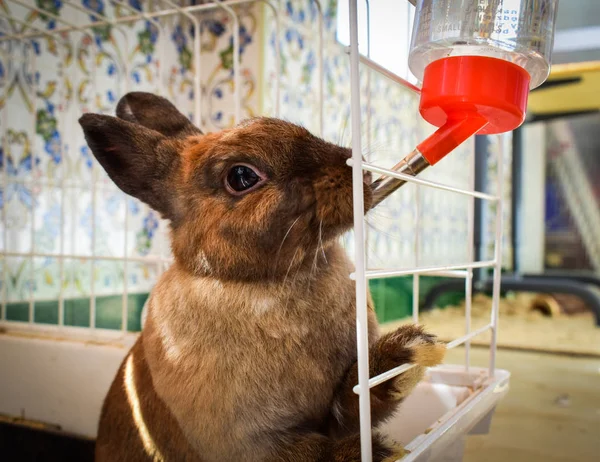 Rabbit having a drink — Stock Photo, Image