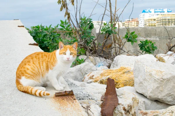猫在我当地的港口 — 图库照片
