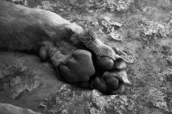 Lion paw in black and white — стоковое фото