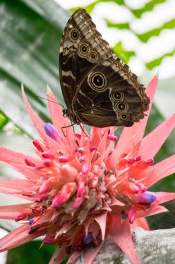 pembe bir çiçekten nektar üzerinde dolma güzel bir kelebek 
