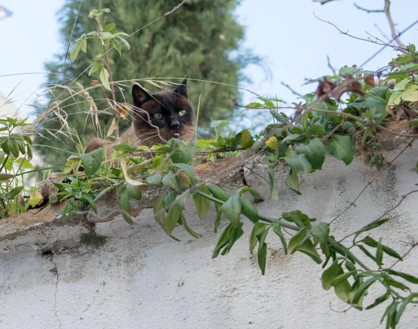 Gatto Carino Catturato Con Lingua Fuori Granada Spagna — Foto Stock