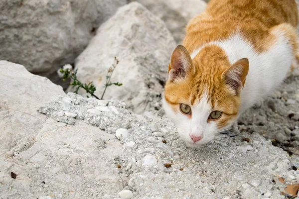 bir kedi fare, Marbella, İspanya benim yerel bağlantı noktası için ava 