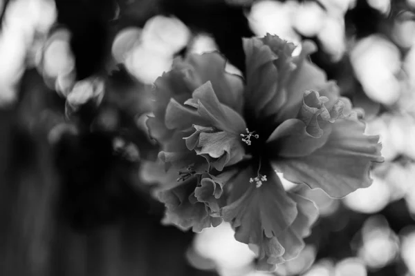白と黒の美しい一輪の花 — ストック写真