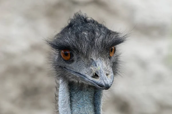 güzel bir emu portre kadar kapatın 