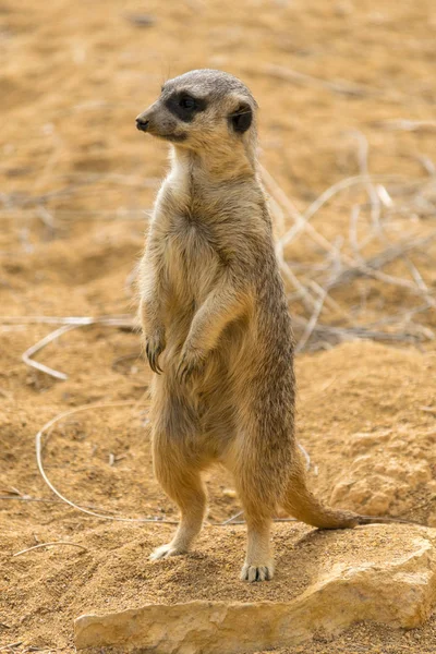 Cute Meerkat Standing Watch — Stock Photo, Image
