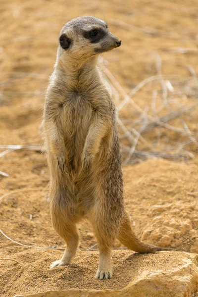 Meerkat Standing Watch — Stock Photo, Image