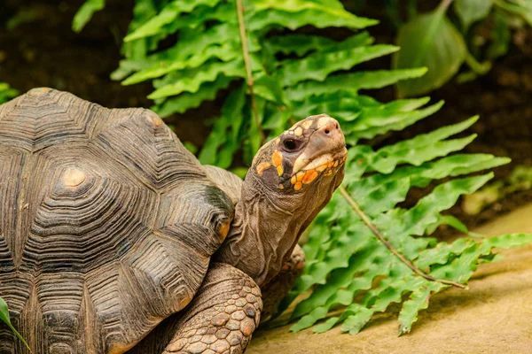 A cute photo of the face and shell of a turtle found at my local butterfly garden in Benalmadena, Spain