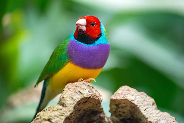 Een Close Van Een Kleurrijke Vink Die Een Oogje Het — Stockfoto