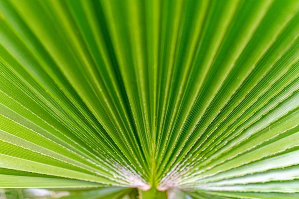 Eine Nahaufnahme Eines Hellen Palmenblattes Aufgenommen Beim Spazierengehen Mit Meinem — Stockfoto