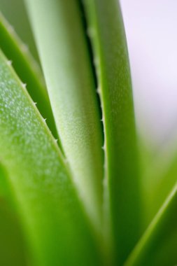 Bir makro lens ile çekilmiş yeşil aloe vera palmiye yaprakları koleksiyonu 