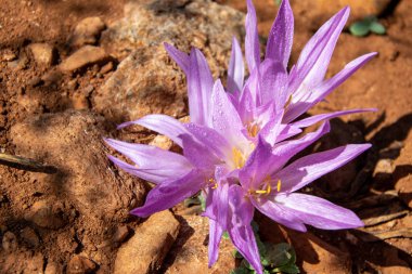 İspanya, Marbella 'da yağmur damlalarıyla kaplanmış tek bir mor çiçek.