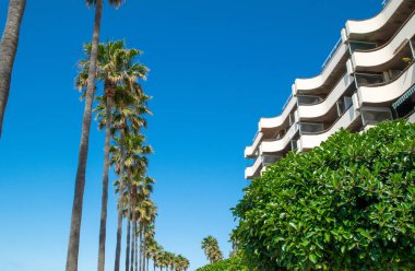 İspanya 'nın Marbella kentindeki sahil boyunca uzanan palmiye ağaçlarının ve eğri dairelerin manzarası.