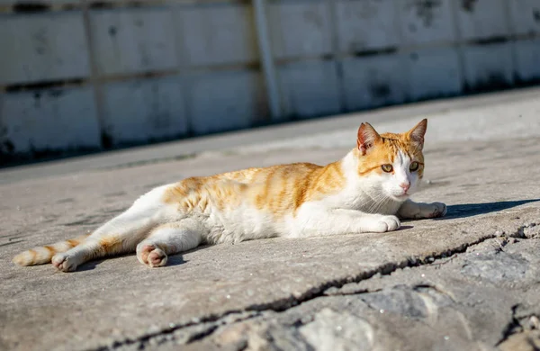 在西班牙马贝拉的渔港 一只白色的姜黄猫 在阳光下小憩片刻 — 图库照片