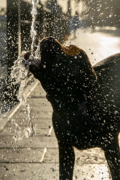 Sunset Silhouette Dog Having Drink Drinking Fountain Making Mess While — Stock Photo, Image