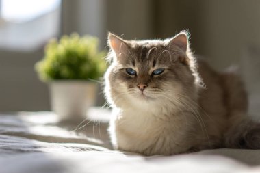 Mavi gözlü beyaz kedi bir yatakta uzanıyor ve kameraya bakıyor.