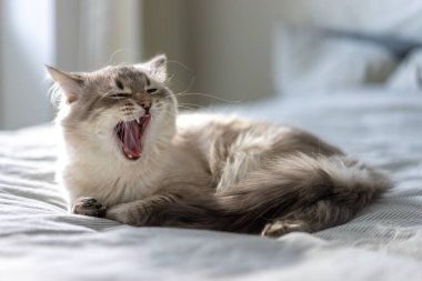 Mavi gözlü esnek beyaz kedi bir yatakta uzanıyor ve kameraya bakıyor.