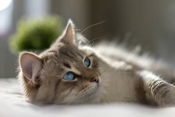 Gato blanco con ojos azules está acostado en una cama Imágenes de stock libres de derechos