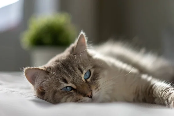 Gato blanco con ojos azules está acostado en una cama y mirando a la cámara Fotos de stock libres de derechos