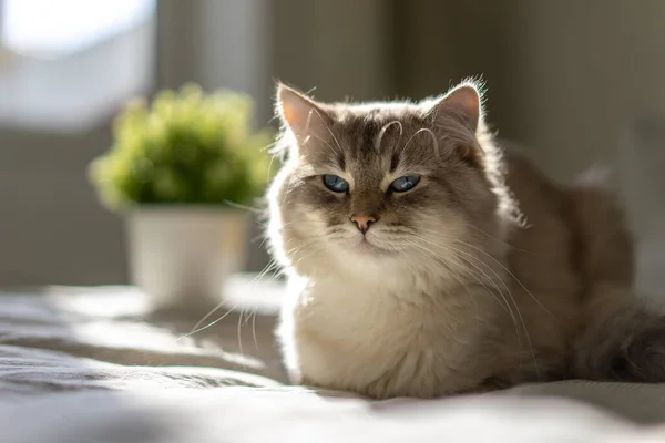 Gato blanco con ojos azules está acostado en una cama y mirando a la cámara Imagen de stock