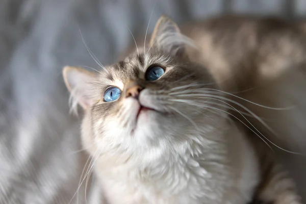Gato blanco con ojos azules está acostado en una cama Imagen de archivo