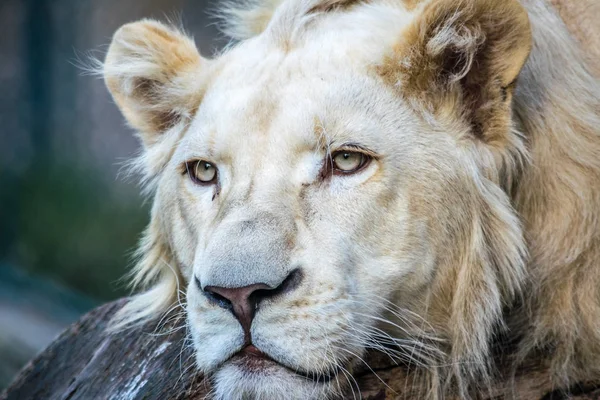 Lion / White Lion in Zoo