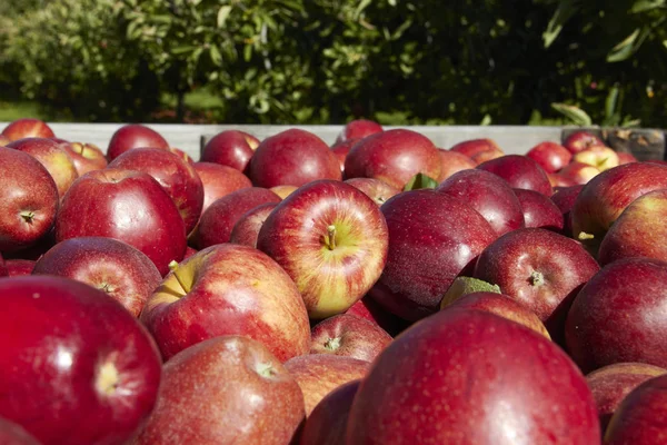 A maioria das maçãs na caixa de madeira com close-up no pomar — Fotografia de Stock