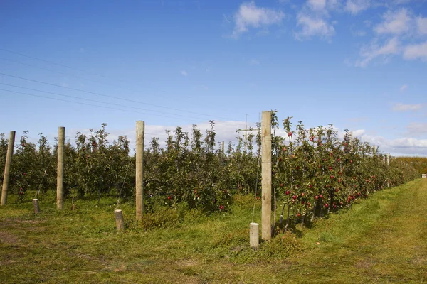 Apple Farm, Új-Zéland — Stock Fotó