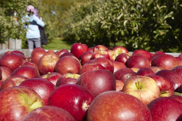 Bulk of Apples In the Wooden Box with Close Up in Orchard Stock Photo