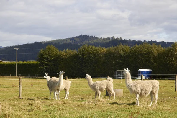 Four alpacas relaxing at the farm Stock Picture