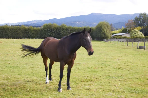 Horse standing alone at the farm Stock Photo