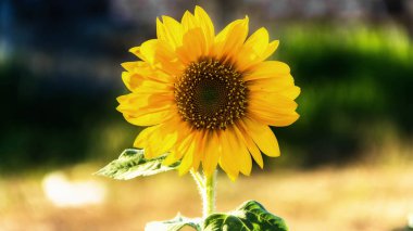 Ayçiçeği Close-Up