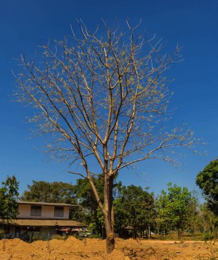 Yaprakları olmayan ağaçlar sadece çerçeve