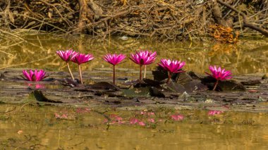 Bir havuzda kırmızı, pembe lotus.