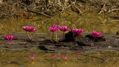 Bir havuzda kırmızı, pembe lotus.