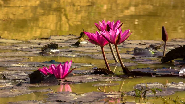 Bir havuzda kırmızı, pembe lotus.
