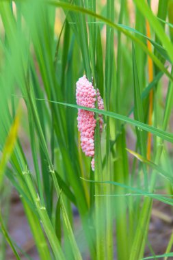 Salyangoz yumurta kopya alanı ile