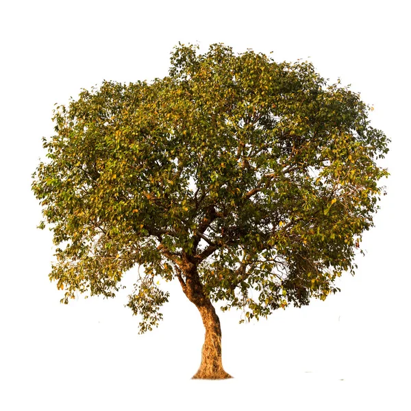 Tree isolated against a white background — Stock Photo, Image