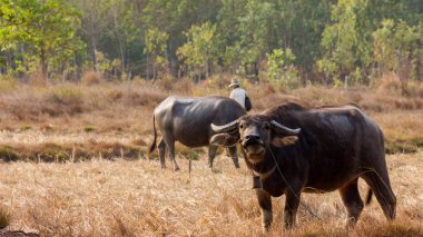 Tayland Buffalo. Kuru çim yeme alana buffalo.