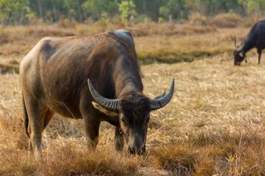 Tayland Buffalo. Kuru çim yeme alana buffalo.