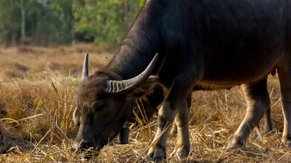 Tailândia Buffalo. Buffalo em um campo comendo grama seca . — Fotografia de Stock