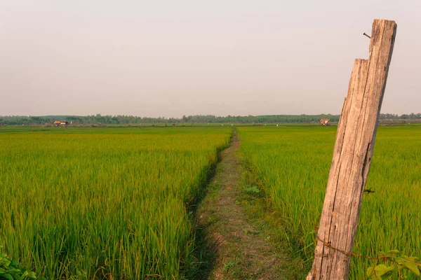 Зеленое ухо риса на рисовом поле. — стоковое фото
