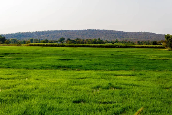 Arrozales de arroz verde , — Foto de Stock