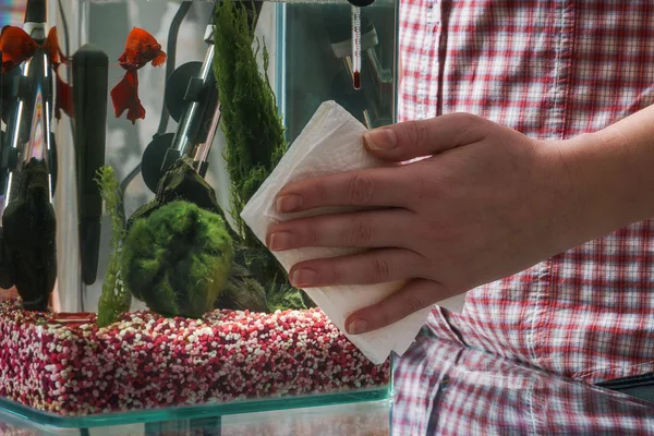 Young woman cleaning aquarium with beta fish at home. — Stock Photo, Image