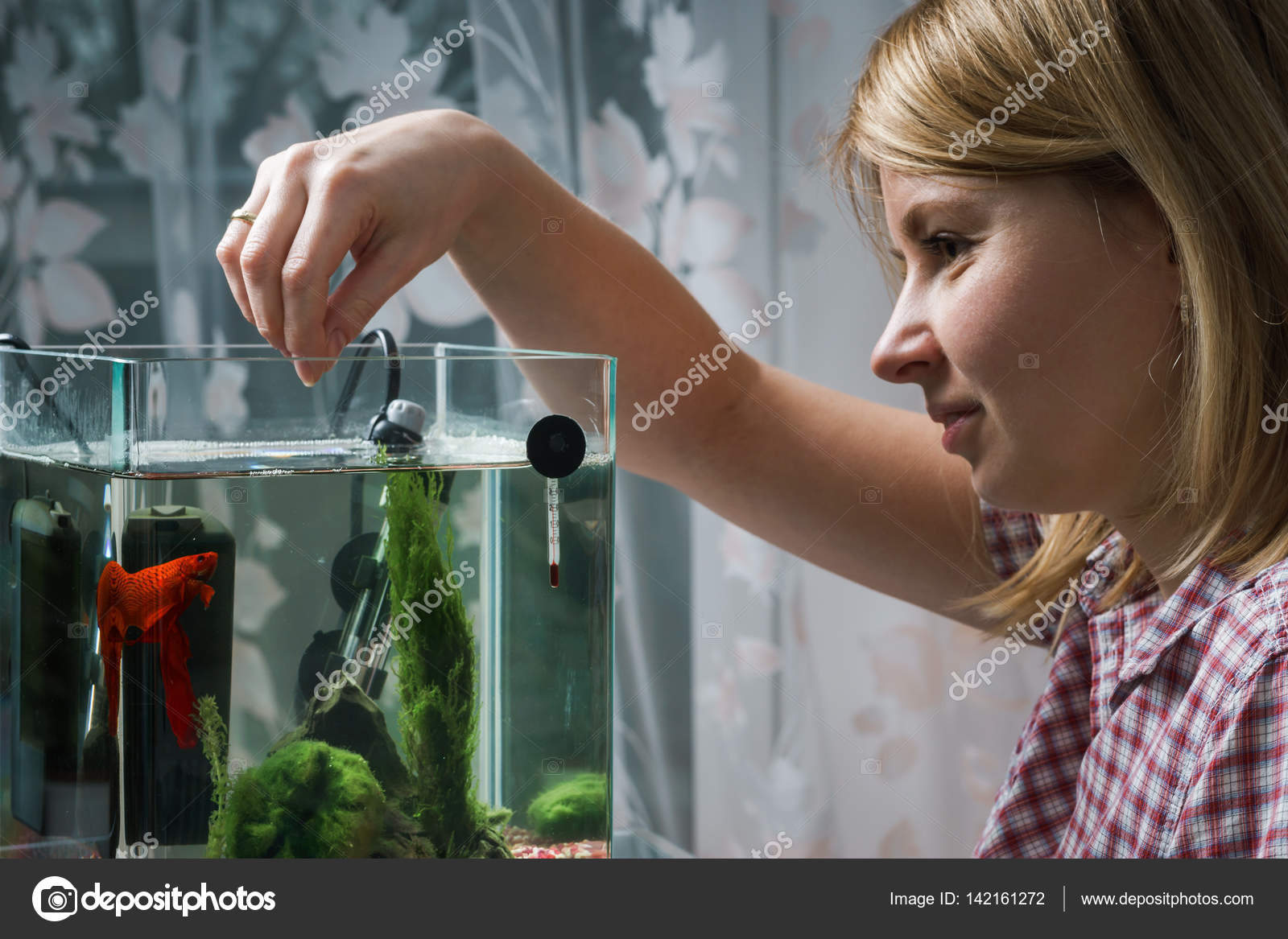 beta fish home