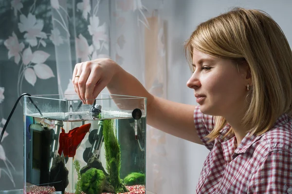 Jovem mulher alimentando peixes beta em aquário em casa . — Fotografia de Stock
