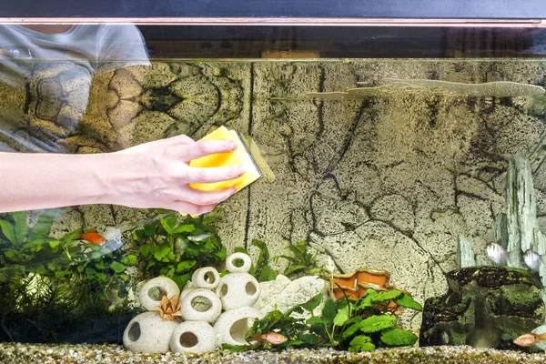 Молода жінка очищає акваріум губкою вдома . — стокове фото