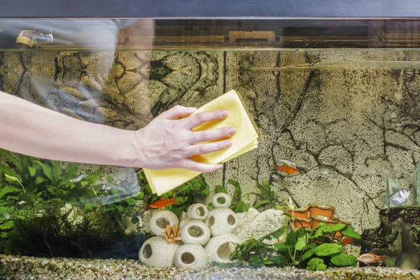 Young woman cleaning aquarium with microfibre at home. — Stock Photo, Image