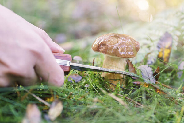Mushroom hunting, gathering mushrooms in the wild. Cut the mushroom with a special knife.